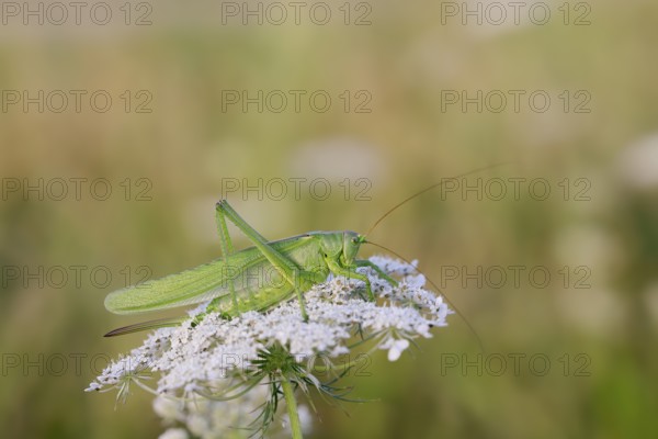 Great green bush cricket (Tettigonia viridissima), female sitting on inflorescence of Wild carrot (Daucus carota subsp. carota), North Rhine-Westphalia, Germany