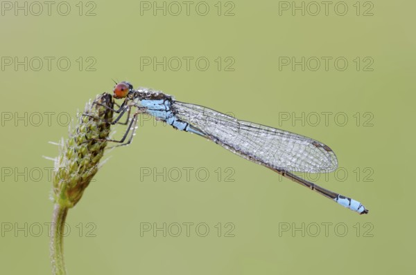 Small Red-eyed Damselfly (Erythromma viridulum), male, North Rhine-Westphalia, Germany