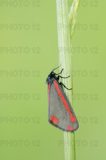 Jacob's weed bear or blood bear (Tyria jacobaeae), North Rhine-Westphalia, Germany