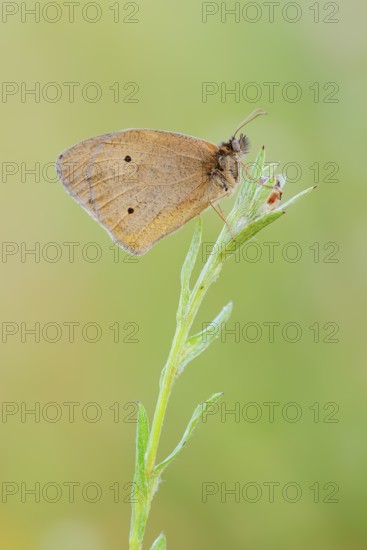 Meadow Brown (Maniola jurtina), North Rhine-Westphalia, Germany