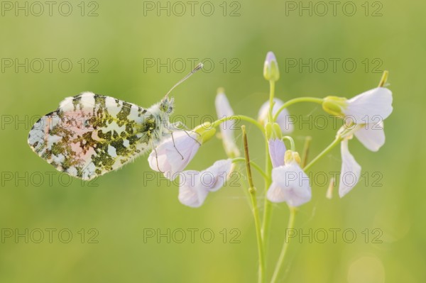 Aurora butterfly (Anthocharis cardamines), male sitting on a flower of meadow foamwort (Cardamine pratensis), North Rhine-Westphalia, Germany