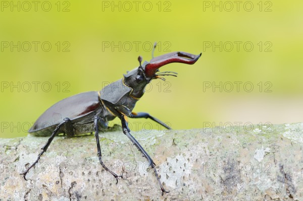 Stag beetle (Lucanus cervus), male, North Rhine-Westphalia, Germany