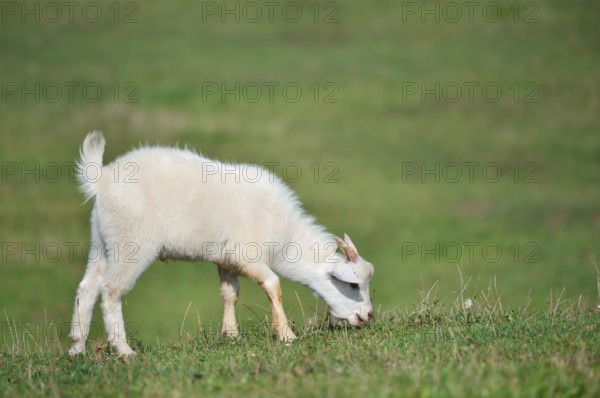 Cashmere goat (Capra aegagrus f. hircus), young animal, North Rhine-Westphalia, Germany