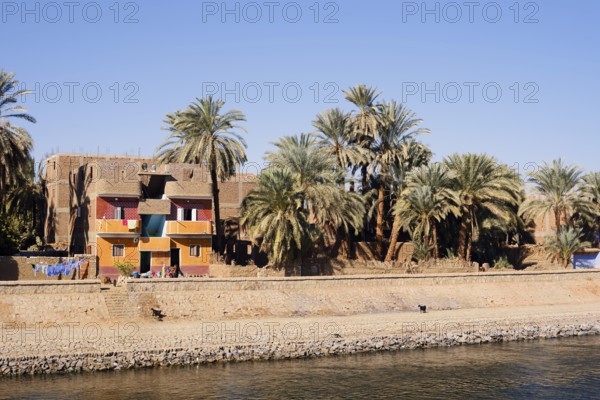 Houses and date palms on the banks of the Nile, Egypt