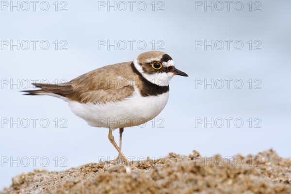 Little Ringed Plover (Charadrius dubius), North Rhine-Westphalia, Germany
