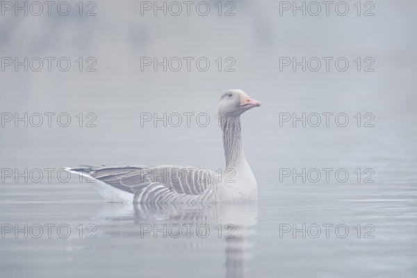 Greylag goose (Anser anser), swimming in the morning mist on a pond, North Rhine-Westphalia, Germany
