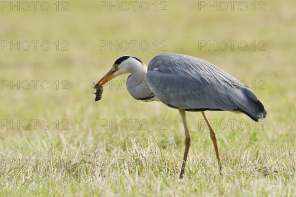 Grey heron (Ardea cinerea) standing in a meadow with a preyed mouse, North Rhine-Westphalia, Germany