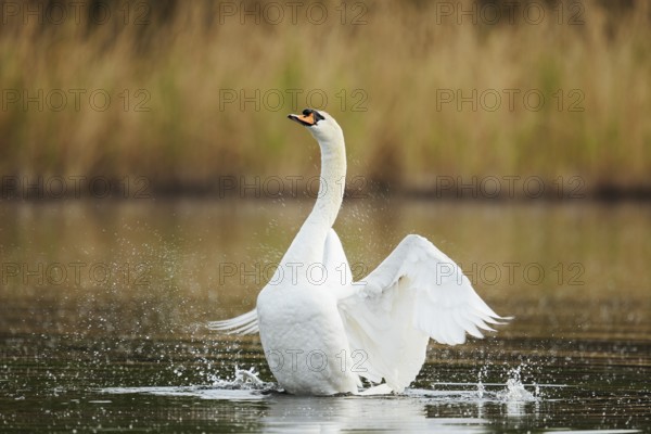 Mute swan (Cygnus olor), flapping wings, North Rhine-Westphalia, Germany