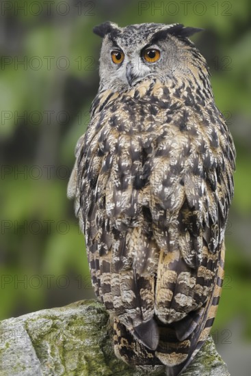 European eagle owl (Bubo bubo) sitting on a stone, North Rhine-Westphalia, Germany
