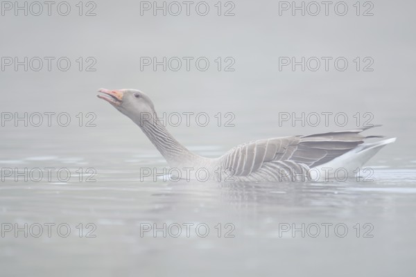 Greylag goose (Anser anser), swimming in the morning mist on a pond and calling, North Rhine-Westphalia, Germany