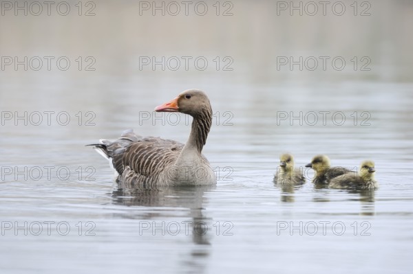 Greylag goose (Anser anser), swimming with chicks on a pond, North Rhine-Westphalia, Germany