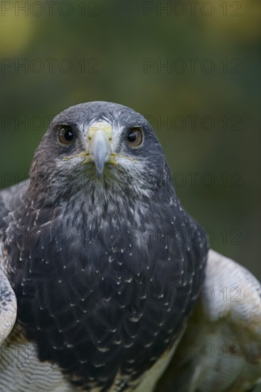 Andean Buzzard (Geranoaetus melanoleucus), portrait, captive, occurrence in South America