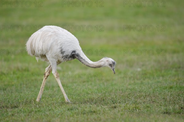 Greater Nandu (Rhea americana) foraging in a meadow, Schleswig-Holstein, Germany, neozoon in northern Germany