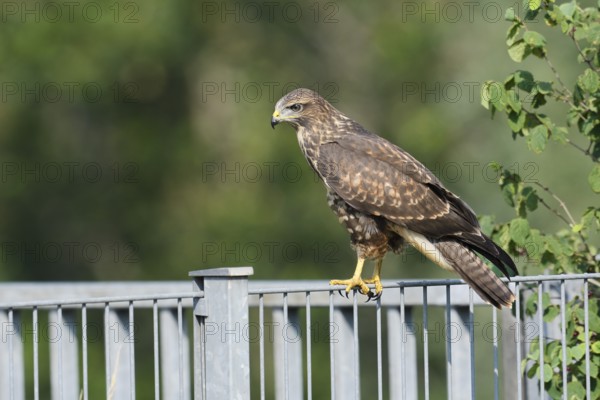 Common buzzard (Buteo buteo) sitting on a metal fence, North Rhine-Westphalia, Germany