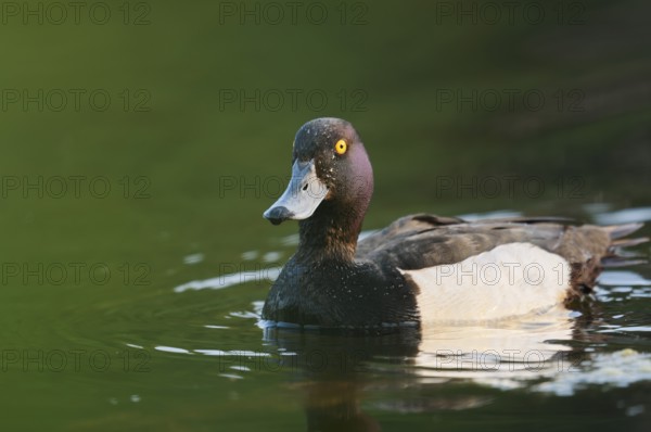 Tufted Duck (Aythya fuligula), swimming drake, North Rhine-Westphalia, Germany