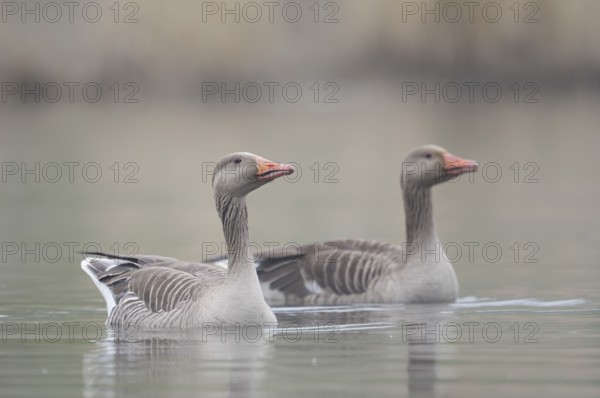 Greylag goose (Anser anser), pair, swimming, North Rhine-Westphalia, Germany