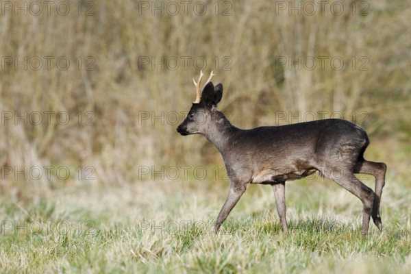 European roe deer (Capreolus capreolus), black roebuck, Lower Saxony, Germany