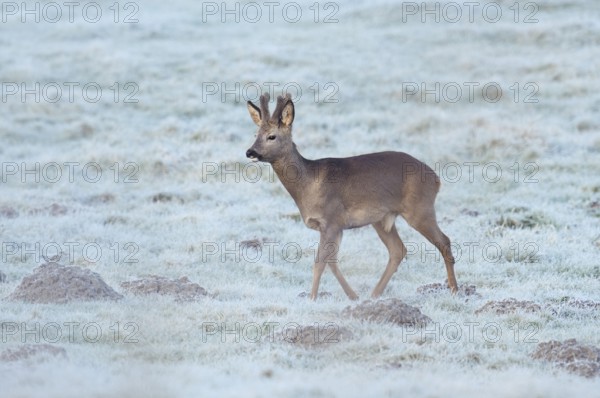 European roe deer (Capreolus capreolus), roebuck in a meadow with hoarfrost, North Rhine-Westphalia, Germany