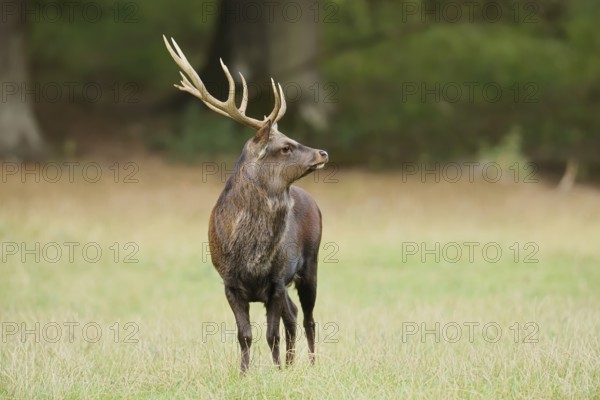 Sika deer (Cervus nippon) in autumn, Sauerland, North Rhine-Westphalia, Germany, naturalised species