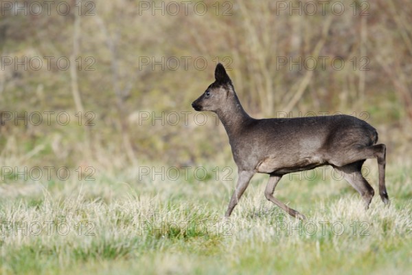 European roe deer (Capreolus capreolus), black doe in winter, Lower Saxony, Germany