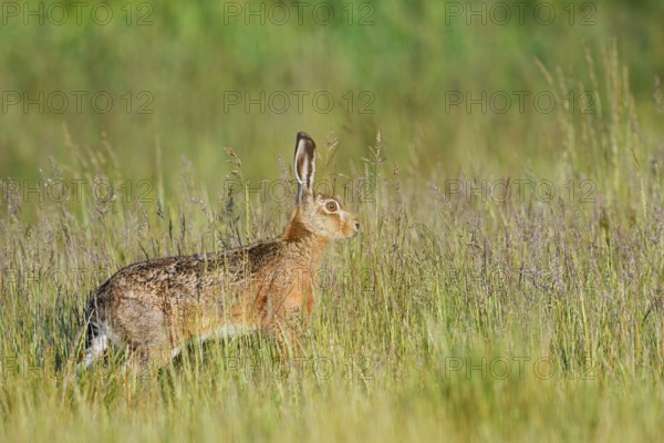European hare (Lepus europaeus) on a wild meadow, North Rhine-Westphalia, Germany