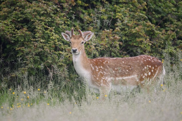 Fallow deer (Dama dama), fallow deer with velvet antlers in spring, Zeeland, Netherlands