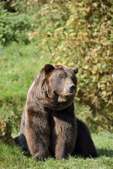 European brown bear (Ursus arctos arctos), captive, Bavaria, Germany