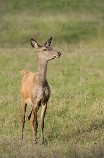 Red deer (Cervus elaphus), doe standing in a meadow, North Rhine-Westphalia, Germany
