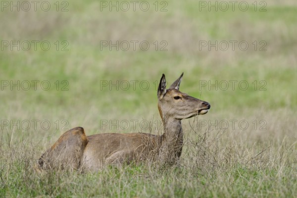 Red deer (Cervus elaphus), doe lying in a meadow, North Rhine-Westphalia, Germany