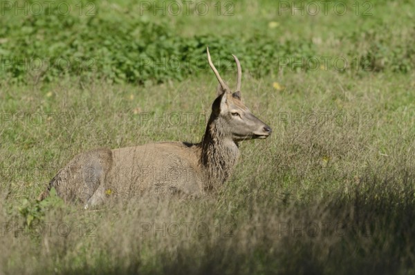 Red deer (Cervus elaphus), young stag lying in a meadow, North Rhine-Westphalia, Germany