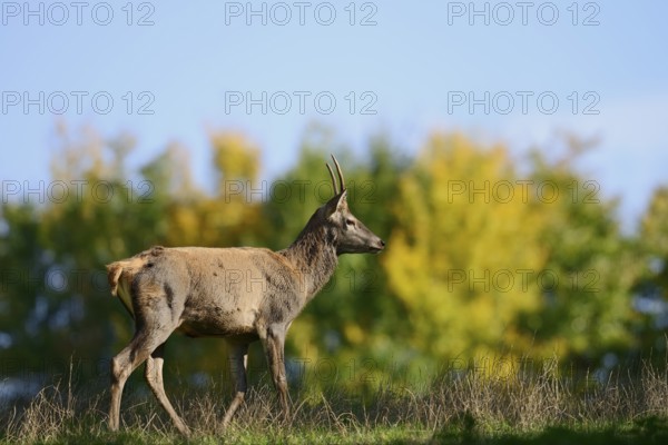 Red deer (Cervus elaphus), young stag in autumn, North Rhine-Westphalia, Germany