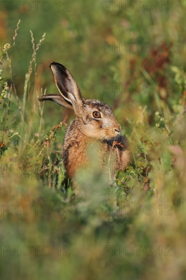 European hare (Lepus europaeus), young animal, North Rhine-Westphalia, Germany