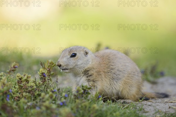 Black-tailed prairie dog (Cynomys ludovicianus), young animal, North America