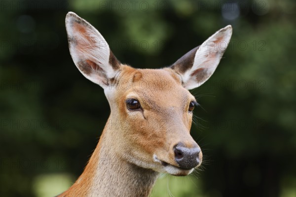 Dybowski deer or Dybowski sika deer (Cervus hortulorum, Cervus nippon hortulorum), female, portrait, captive, occurring in Asia