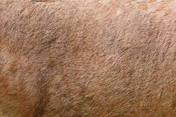 Red deer (Cervus elaphus), fur detail, North Rhine-Westphalia, Germany