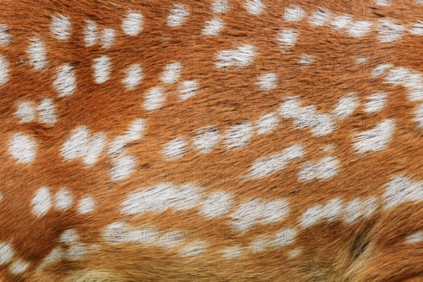 Dybowski deer or Dybowski sika deer (Cervus hortulorum, Cervus nippon hortulorum), fur detail, captive, occurring in Asia