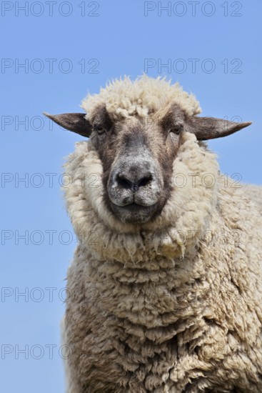 Domestic sheep (Ovis orientalis aries), portrait, Schleswig-Holstein, Germany