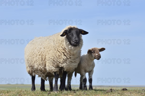 German black-headed meat sheep or black-headed sheep (Ovis orientalis aries) with lamb, Schleswig-Holstein, Germany