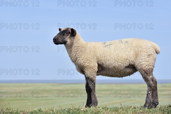German black-headed meat sheep or black-headed sheep (Ovis orientalis aries), lamb, Schleswig-Holstein, Germany