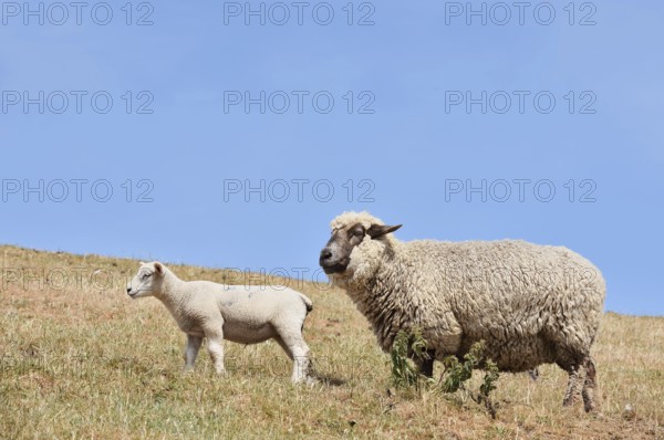 Domestic sheep (Ovis orientalis aries) with lamb, Schleswig-Holstein, Germany