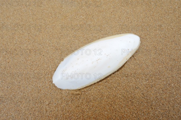 Cuttlefish school (cuttlefish) on a sandy beach, Algarve, Portugal