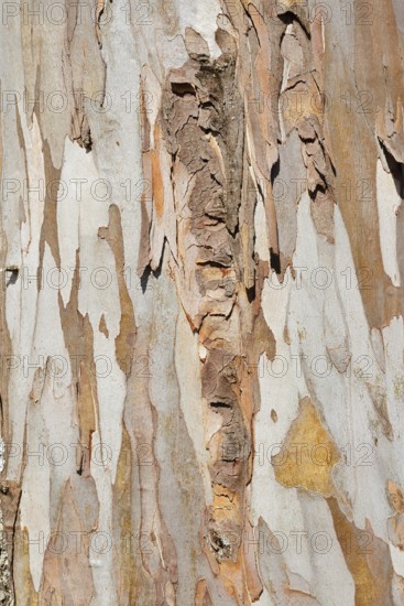 Tasmanian blue gum or common eucalyptus (Eucalyptus globulus), detail of the trunk, Algarve, Portugal