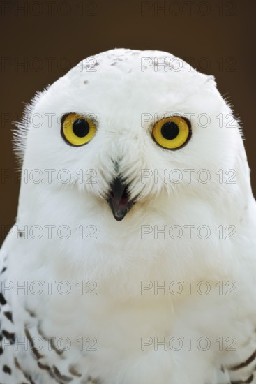 Snowy owl (Bubo scandiacus, Nyctea scandiaca), female, portrait, captive, North Rhine-Westphalia, Germany
