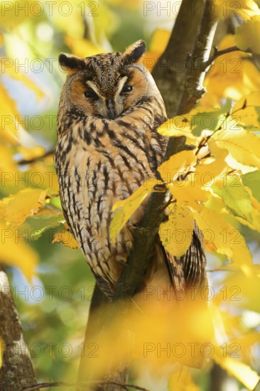 Long-eared owl (Asio otus) sitting in a tree in autumn, North Rhine-Westphalia, Germany
