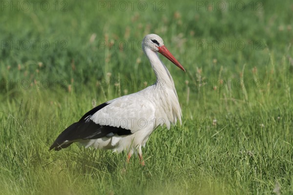 White stork (Ciconia ciconia) in a meadow, North Rhine-Westphalia, Germany
