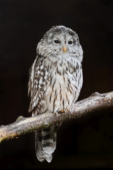 Ural owl (Strix uralensis), Bavarian Forest, Germany