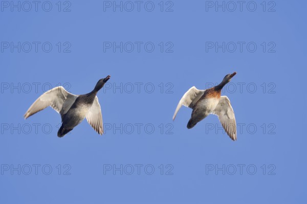 Gadwall (Mareca strepera, Anas strepera), drake and female flying, North Rhine-Westphalia, Germany
