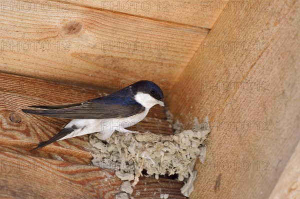 House martin (Delichon urbicum) building a nest, Schleswig-Holstein, Germany