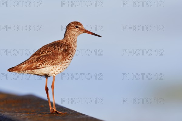 Redshank (Tringa totanus), Schleswig-Holstein, Germany