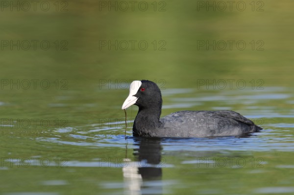 Eurasian Coot or coot rail (Fulica atra), North Rhine-Westphalia, Germany